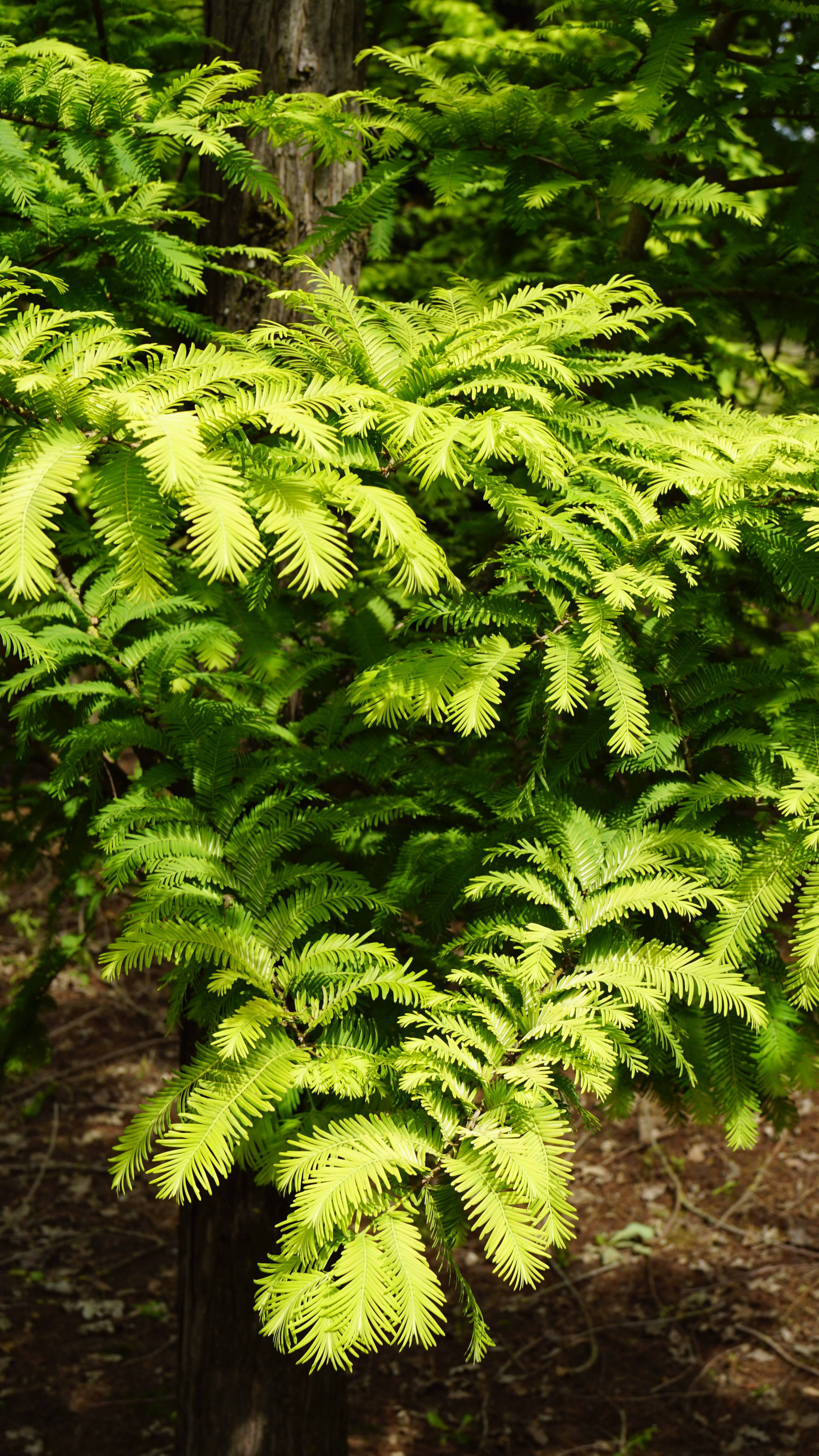 Metasequoia glyptostroboides 'Ogon' (5)
